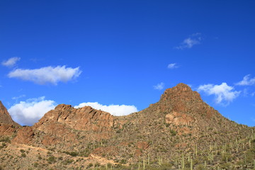 Cactus - Saguaro National Park - Tucson - USA