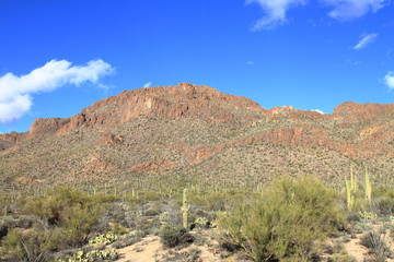 Cactus - Saguaro National Park - Tucson - USA