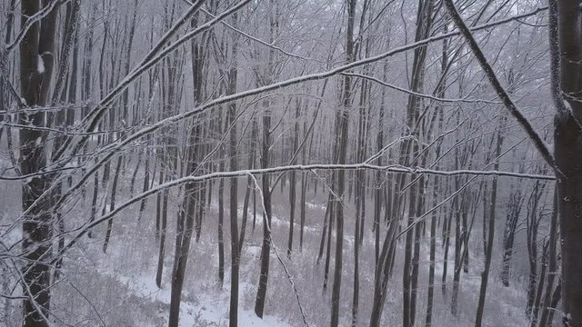 4k footage, close drone point of view between snow covered trees and branches in winter forest
