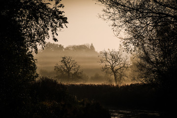 Fototapeta premium Trees in mist