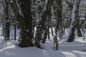 Magnetic winter scene of forest and ivy covered with snow in park, Sofia, Bulgaria 