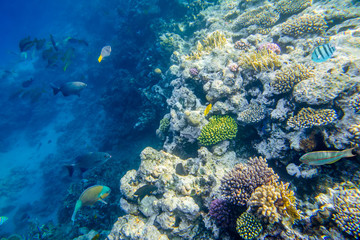 beautiful and diverse coral reef with fishes of the red sea in Egypt, shooting under water