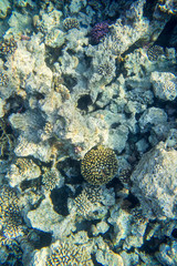 beautiful and diverse coral reef with fishes of the red sea in Egypt, shooting under water
