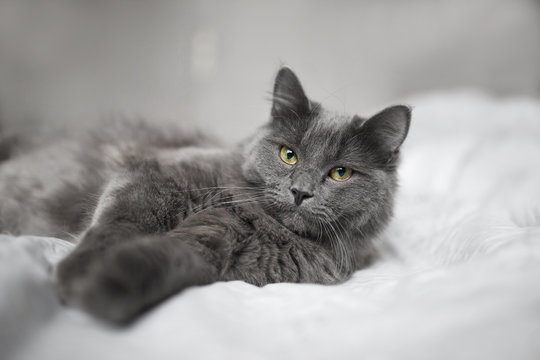 Fluffy gray cat on a dark background - Powered by Adobe