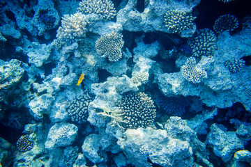 beautiful and diverse coral reef with fishes of the red sea in Egypt, shooting under water