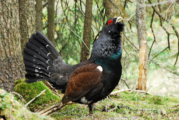 Auerhahn bei der Balz