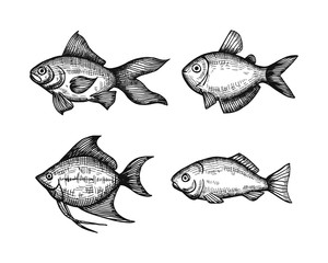 marine fish set of sketches. vector