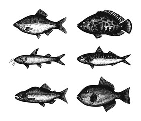 marine fish set of sketches