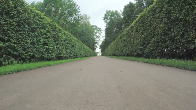 Alley in the Park in Peterhof