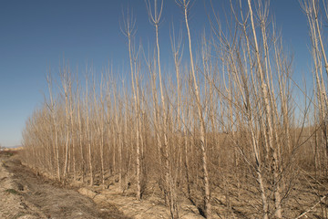 poplar tree