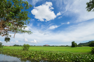 Fototapeta na wymiar Image of green rice field with blue sky
