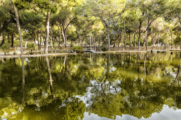reflection in the lake in park of pine trees