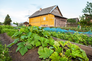 Fototapeta na wymiar Rural landscape with small wooden house and vegetable garden in