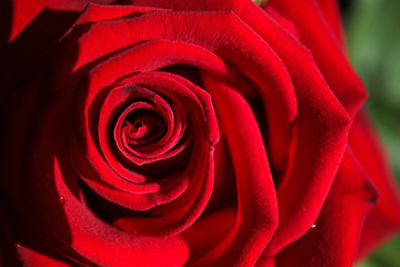 Close up beautiful red rose / Flower of Valentine's day
