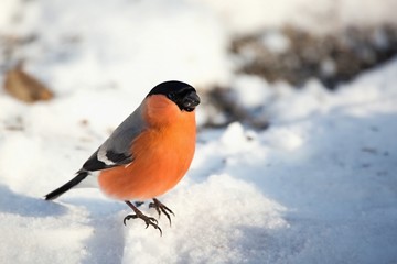 Pyrrhula pyrrhula, bullfinch walking on snow. Wildlife. Winter country. Europe Country Slovakia. In the background the snow.