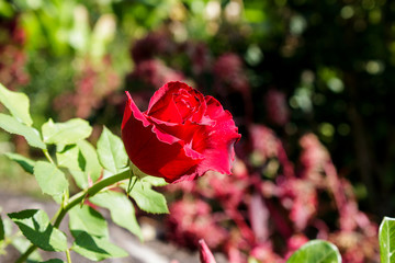 Beautiful red rose in garden on green branch / Flower of Valentine's day