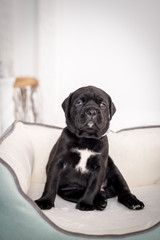 Sitting puppy Cane Corso in the couch