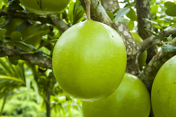 Fruits of calabash tree