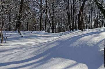 Obraz premium Magnetic winter scene of forest covered with new snow in park, Sofia, Bulgaria 