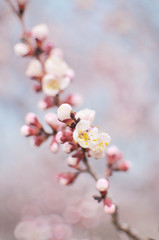 flowering spring tree