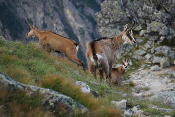 Tatra chamois in the natural environment