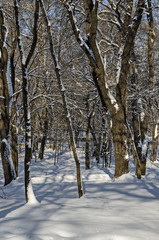 Fototapeta na wymiar Magnetic winter scene of forest covered with new snow in park, Sofia, Bulgaria 