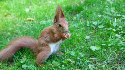 rodent in the grass