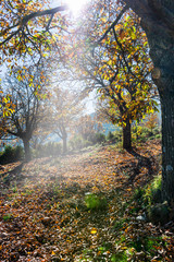 Obraz premium Tranquilidad en el bosque