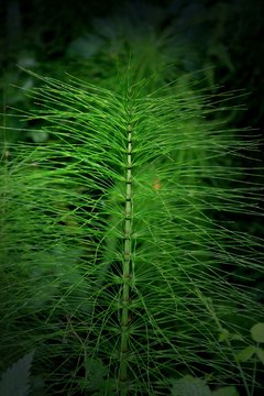 Bizzarheit des Waldes