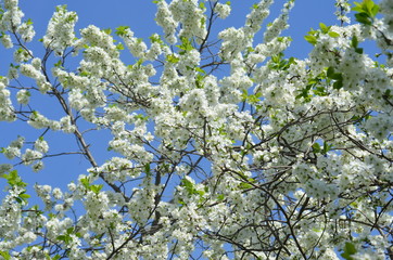 blooming apple tree