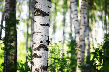 summer in sunny birch forest
