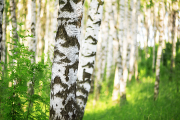 summer in sunny birch forest