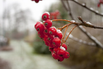 Winter Rowan