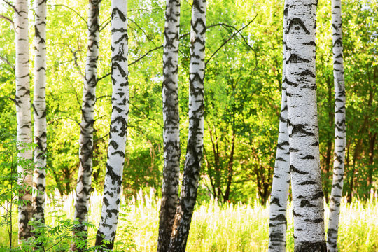 Fototapeta summer in sunny birch forest