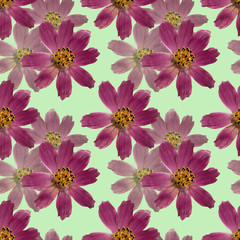 Kosmeya. Seamless pattern texture of pressed dry flowers.