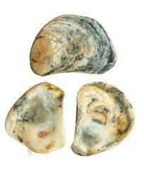 Set of old cockleshells scratched sea