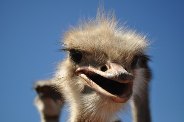 Ostrich bird on a farm in South Africa with blue sky