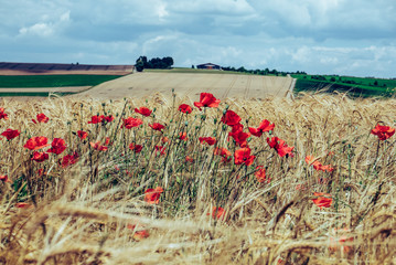 Klatschmohn im Getreidefeld