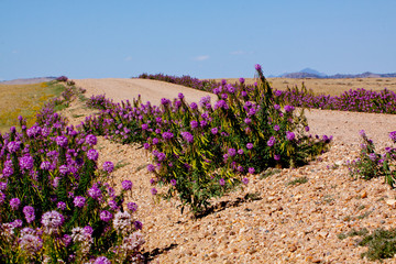 Obraz premium Flowers along the road