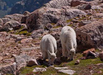 Mountain goat calves