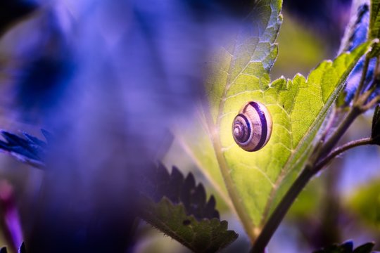 Sleeping snail sheell on green leaf