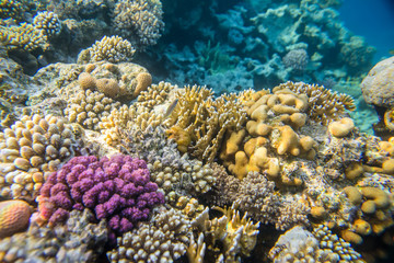 beautiful and diverse coral reef with fishes of the red sea in Egypt, shooting under water