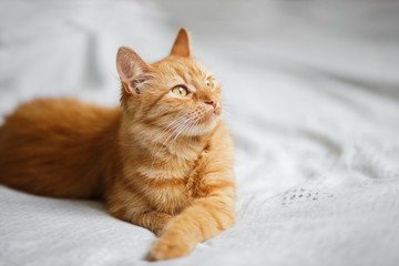 Fluffy ginger cat on a light background - 135612405