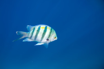 Fototapeta na wymiar one blue striped fish in the Red Sea