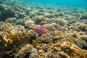 Fototapeta na wymiar beautiful and diverse coral reef with fishes of the red sea in Egypt, shooting under water