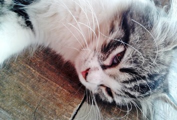 Close up of cat's whisker