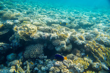 beautiful and diverse coral reef with fishes of the red sea in Egypt, shooting under water