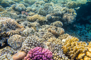 beautiful and diverse coral reef with fishes of the red sea in Egypt, shooting under water