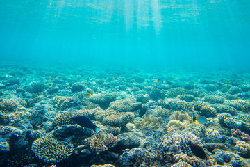 beautiful and diverse coral reef with fishes of the red sea in Egypt, shooting under water