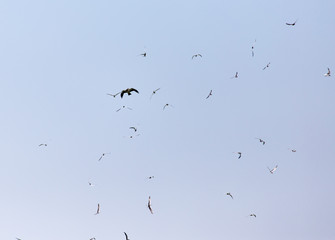 seagull flying over the eagle in the sky